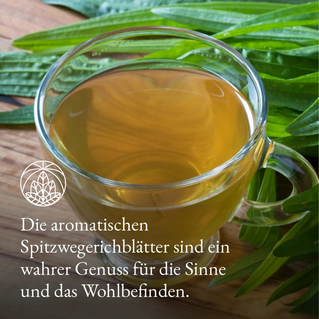 Spitzwegerichblätter (300g)